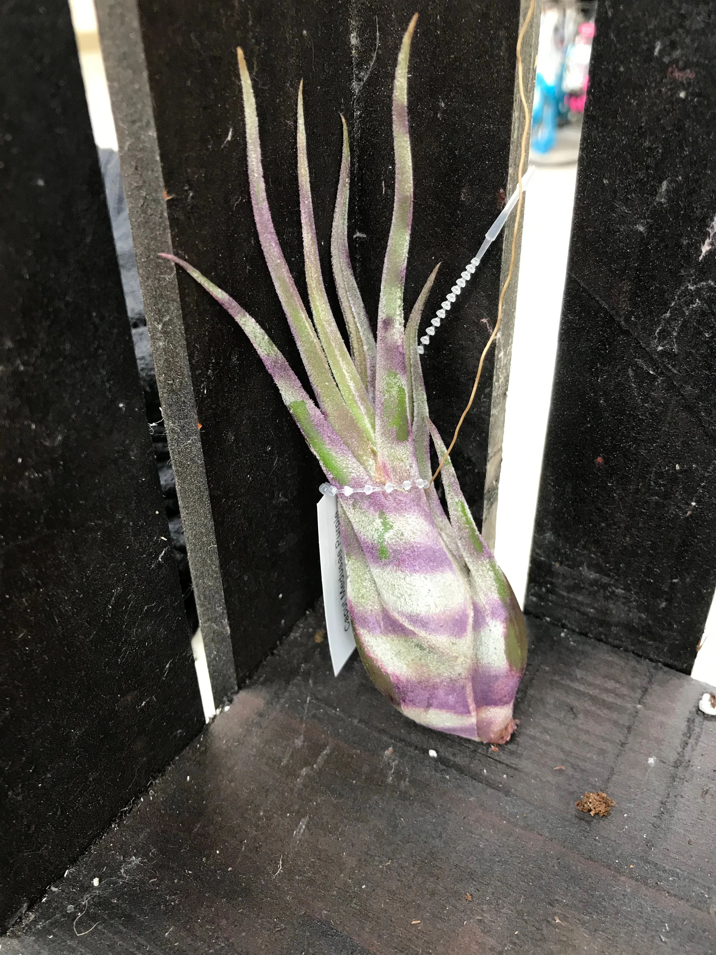 Caput Medusae Enhanced