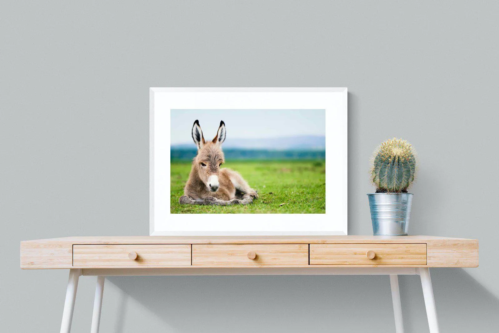 Donkey Foal