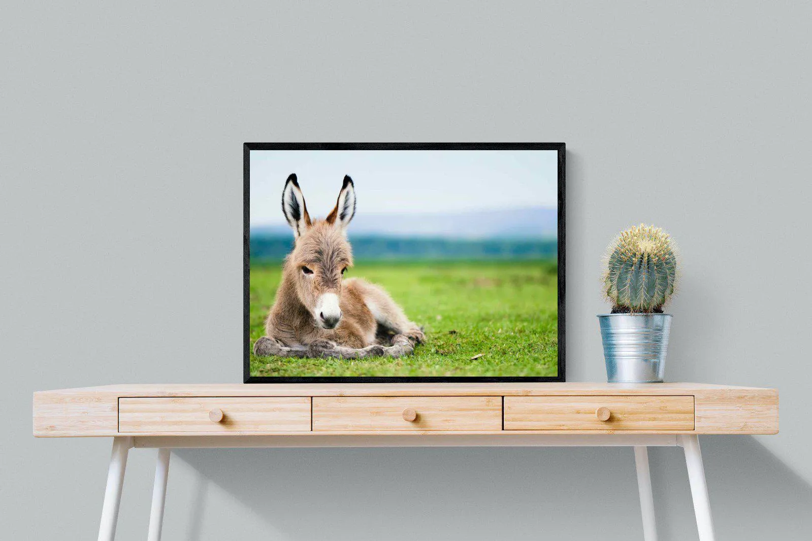 Donkey Foal