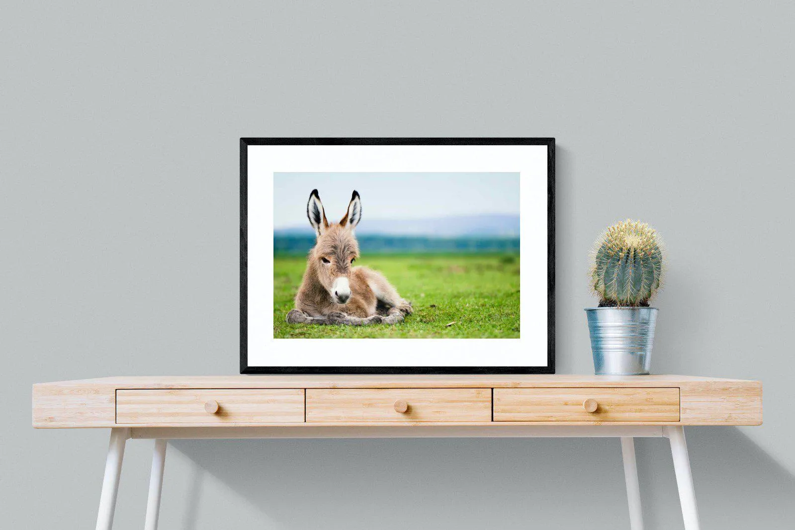 Donkey Foal