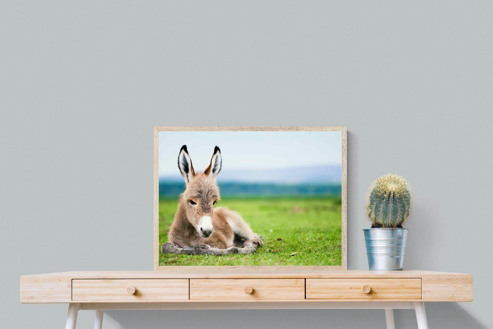Donkey Foal