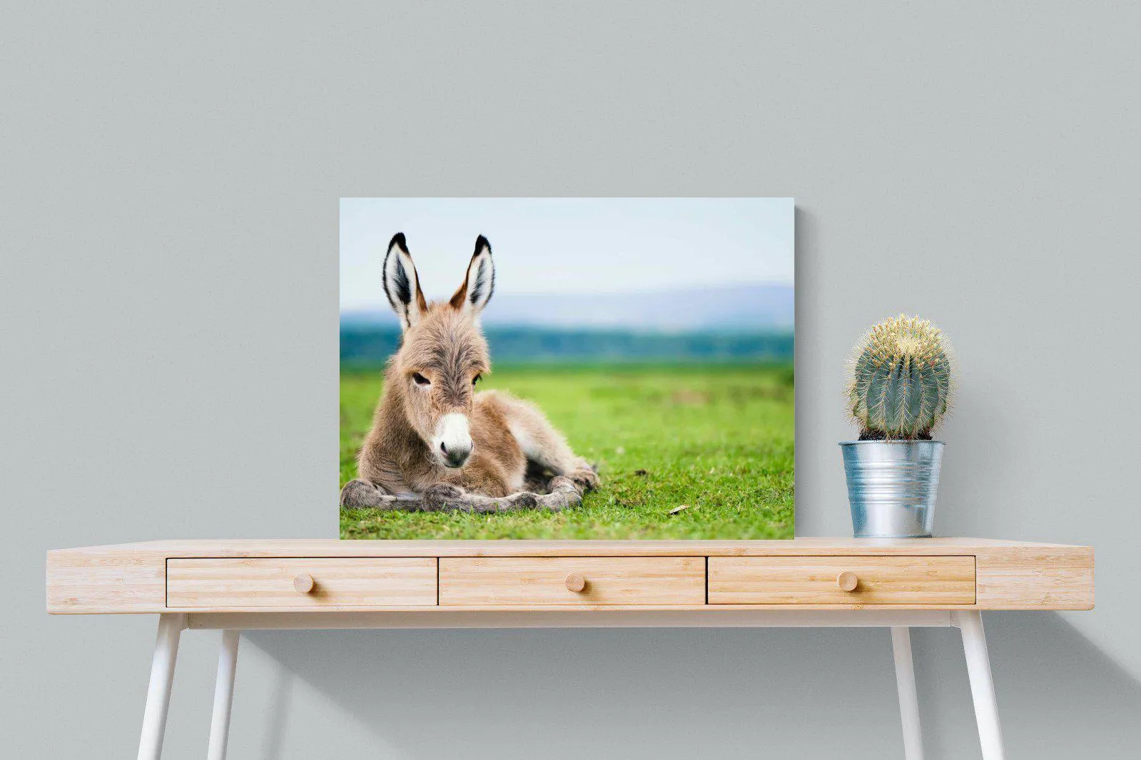 Donkey Foal