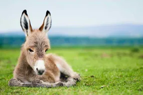 Donkey Foal