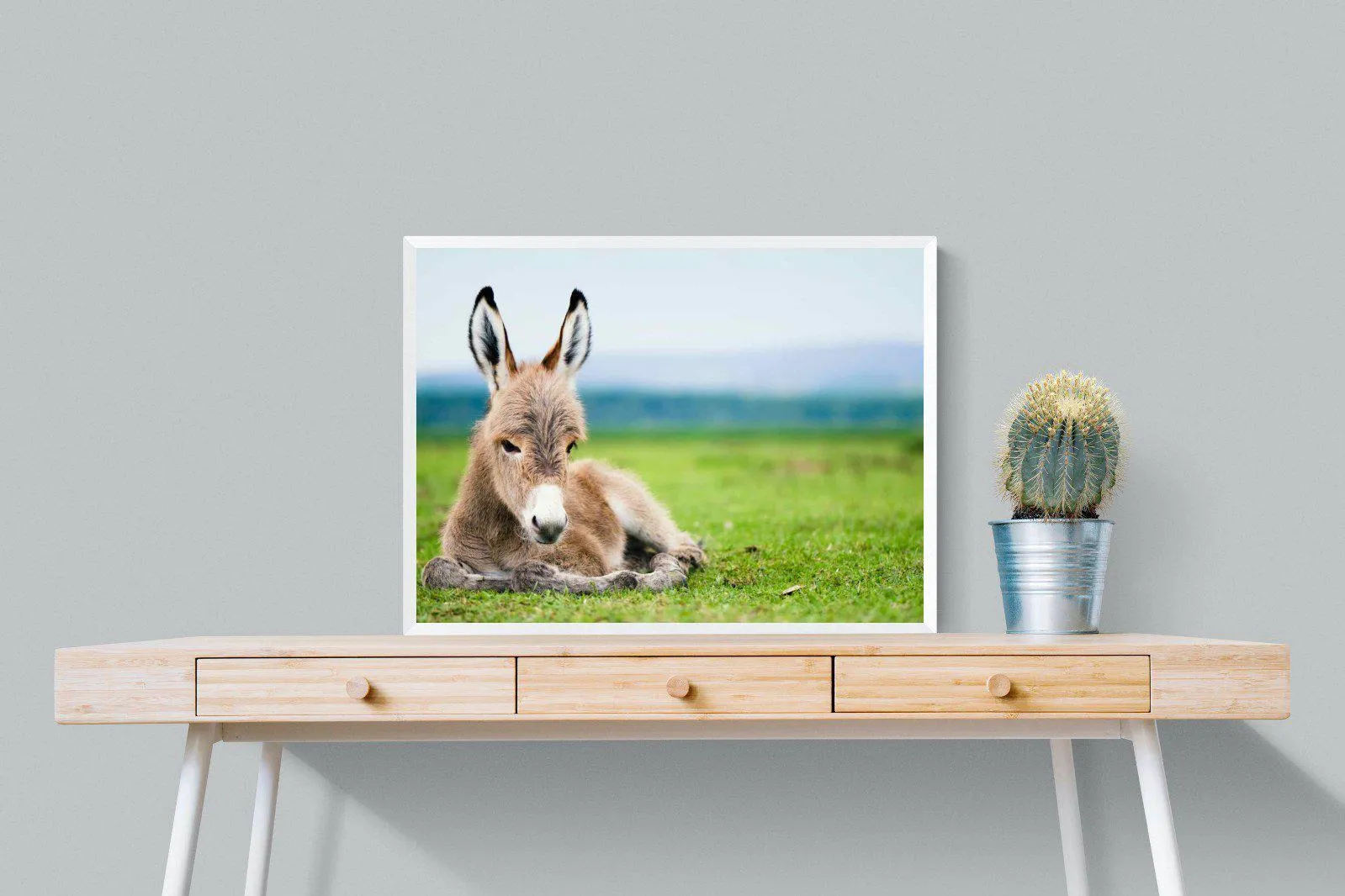Donkey Foal